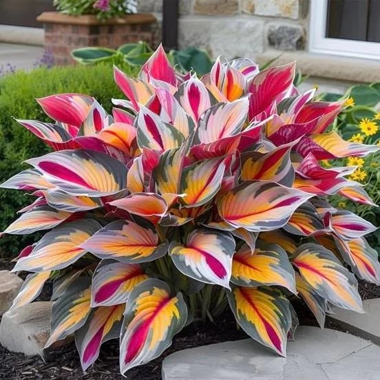 🔥2025 Garden Must-Have🌾 Perennial Coleus Ornamental Grass Seeds🌱